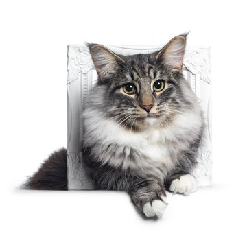 Adorable young Norwegian Forestcat, Laying with head and front paws through white photo frame. Looking curious at lens. Isolated on white background.