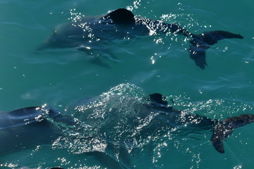 Naklejka premium Delfin nowozelandzki