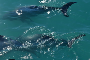 Naklejka premium ニュージーランドのイルカ