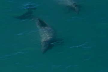 Naklejka premium ニュージーランドのイルカ