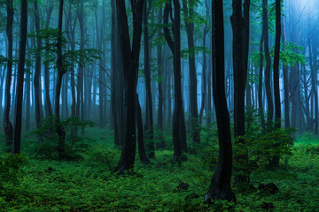 Obraz premium Fairy tale misty looking woods in a rainy day.