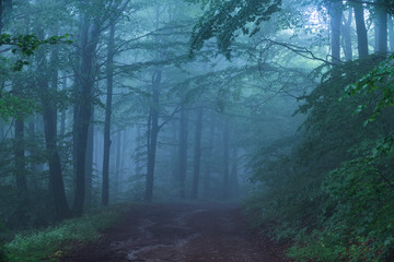 Fairy tale misty looking woods in a rainy day. Cold foggy morning in horror forest