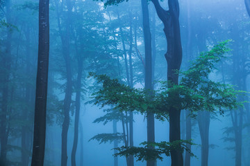 Fairy tale misty looking woods in a rainy day. Cold foggy morning in horror forest