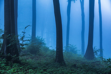 Fairy tale misty looking woods in a rainy day. Cold foggy morning in horror forest
