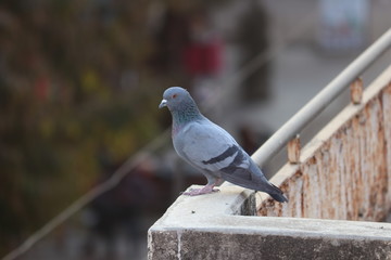 pigeon on terrace