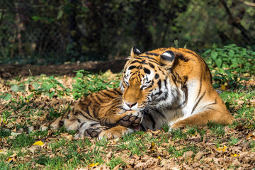 The Siberian tiger,Panthera tigris altaica in the zoo