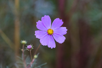 Purple cosmos flower against green background