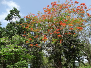 Dominicana. Flora. Fauna. Interesting places.