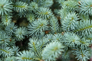 Naklejka na ściany i meble young blue spruce, beautiful fir