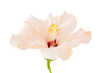 single pale pink hibiscus