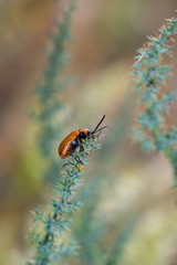 Orange beetle in its natural environment.