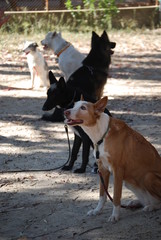 Canine Portrait, Dog Obedience Lesson
