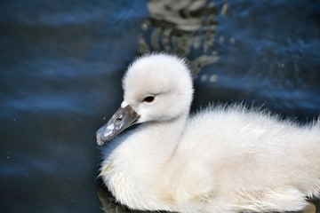 Mute Swan chick swimming on the pond. Ambleside park West Vancouver BC Canada