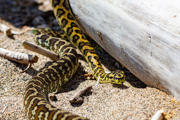 snake on rock