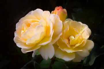 bouquet of yellow roses