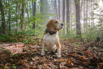 Beagle dog on a walk in the summer Park. morning fog and sunlight among the trees