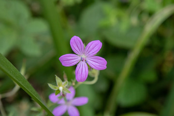 Close-up of Erodium cicutarium (Redstem Stork's Bill) flower