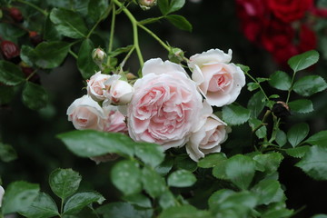 roses