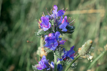 Blue flowers macro