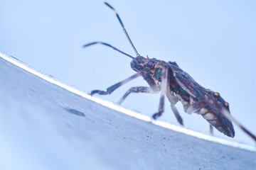 Macrofotography of brown stinkbug Halyomorpha halys, an invasive species from Asia.