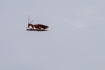Cockroaches on a white background