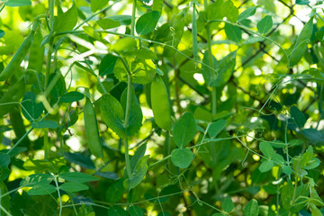 Fototapeta na wymiar green peas growing on a farm