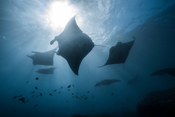 Mantas on Cleaning station