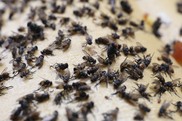 Flies caught in the background glue trap