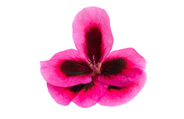 flower pelargonium isolated