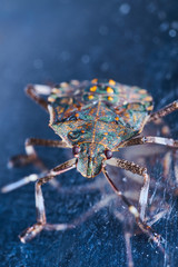 Macrofotography of brown stinkbug Halyomorpha halys, an invasive species from Asia.