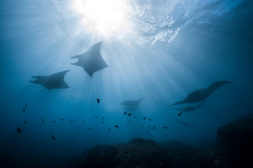Manta Rays