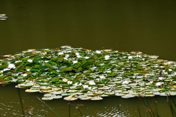 Obraz na płótnie Canvas Water lily, Nymphaea, Lily pond, Germany, Europe