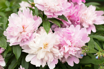 Obraz premium White pink peony in garden close-up, macro 
