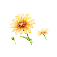 Naklejka premium watercolor drawing of flowers - Desert Sunflower Set