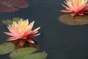 Water lily, Nymphaea, Lily pond, Germany, Europe