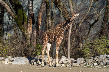 The giraffe, Giraffa camelopardalis is an African mammal