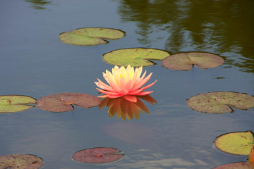 Water lily, Nymphaea, Lily pond, Germany, Europe