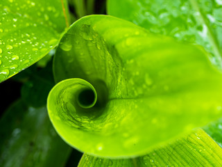 Macro of green leaf roll in the nature