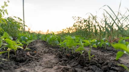 young pepper in the garden