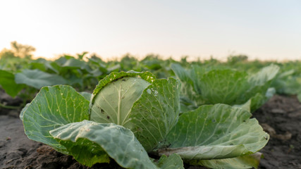 cabbage in the garden close up