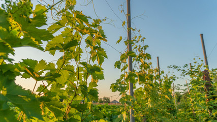 garden of young grapes