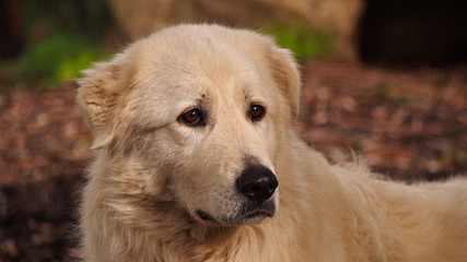 Maremma