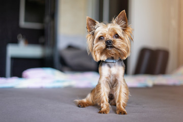Yorkshire terrier dog on the bed