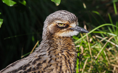 Curlew Profile