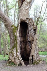 A close view of the old hollow tree in the forest.