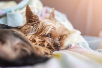 Yorkshire terrier dog sleeping on the bed