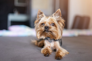 Yorkshire terrier dog sleeping on the bed