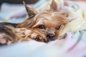 Yorkshire terrier dog sleeping on the bed