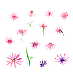 watercolor drawing of flowers - pink and purple Echinacea