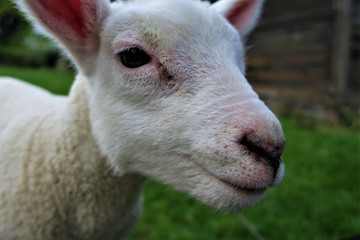Obraz premium A lamb grazing in an English farm yard